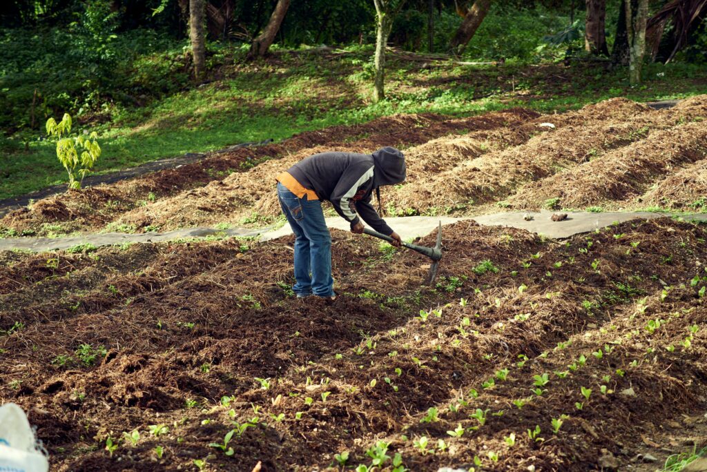 garden hoeing