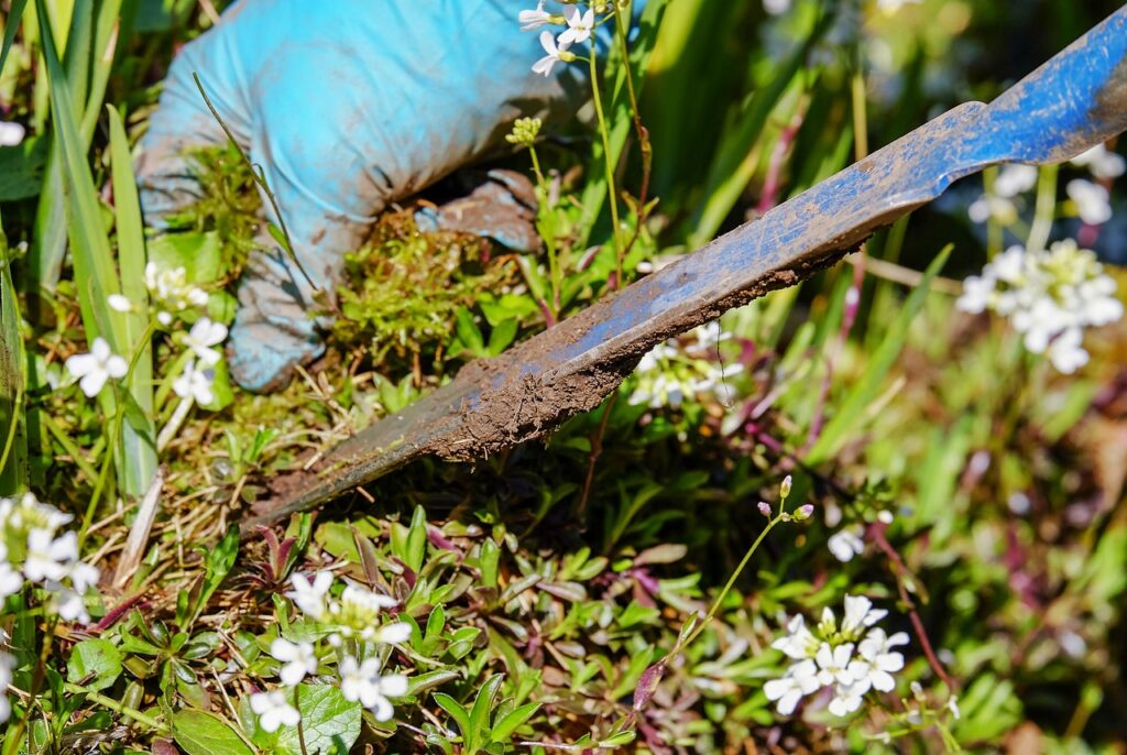 weed pulling tool